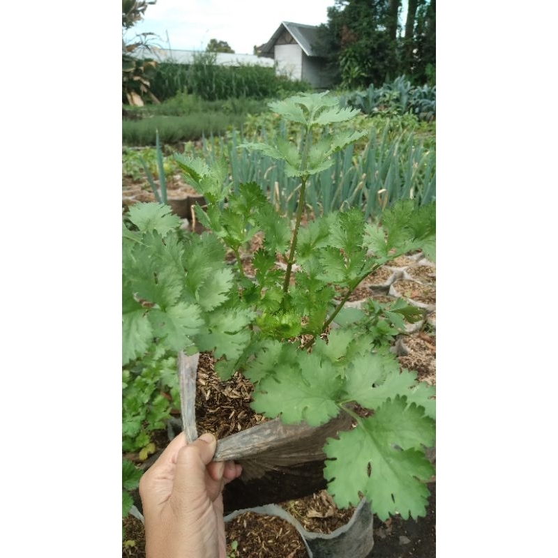 tanaman daun ketumbar (1 pohon)