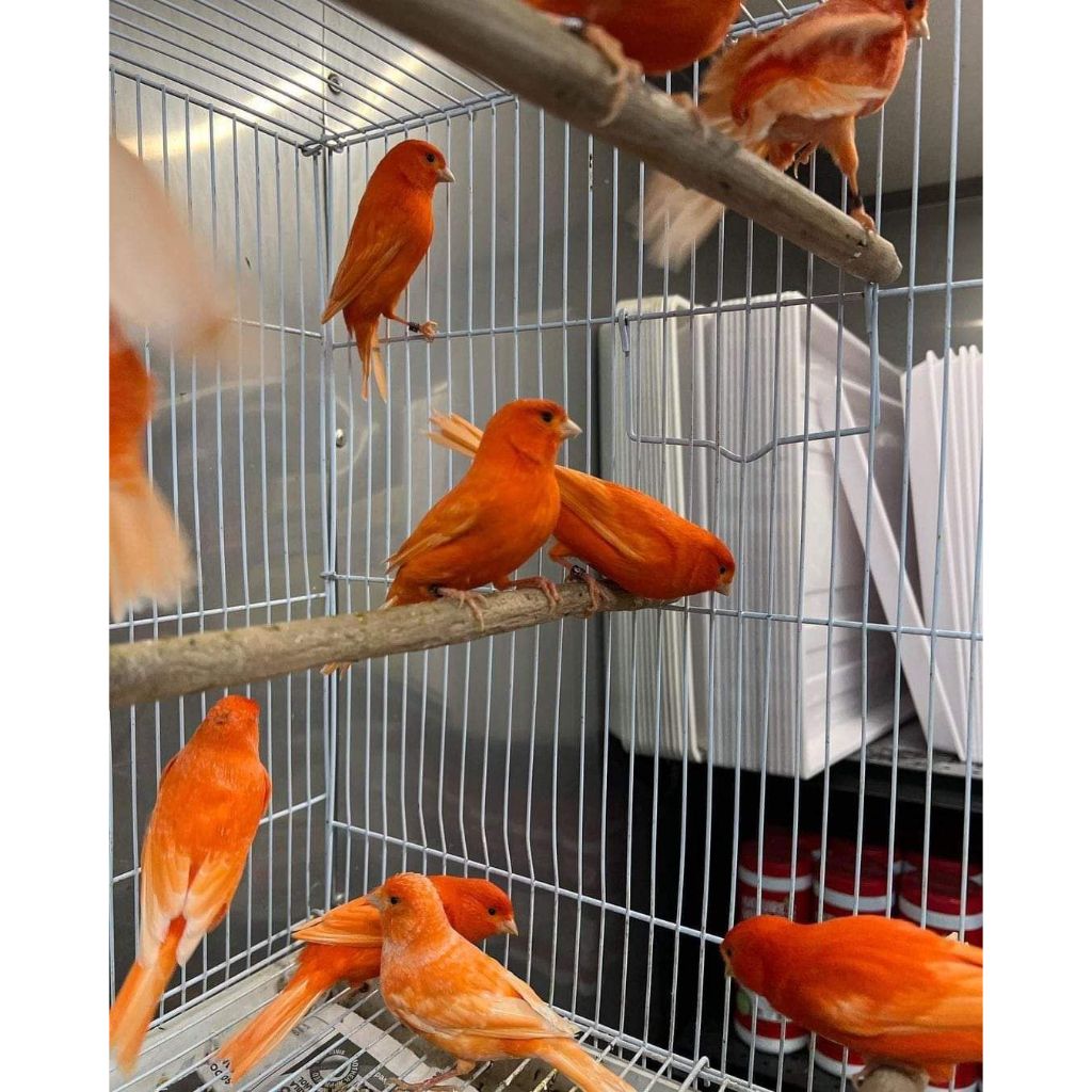 Burung Kenari Merah Dewasa Canary Import Red Intensif Sepasang Siapan