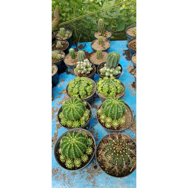 Kaktus Cluster BANYAK ANAK