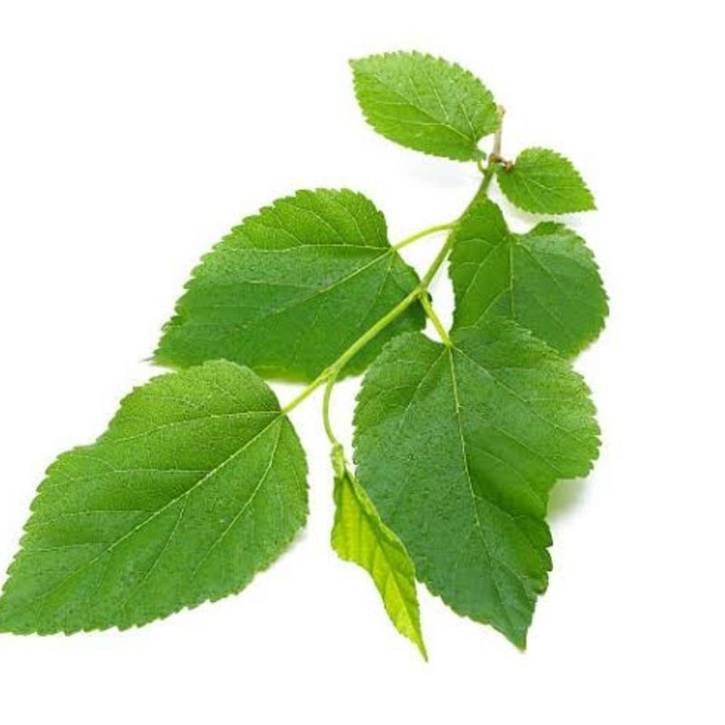 

Jual daun murbei segar petik langsung 60 lembar