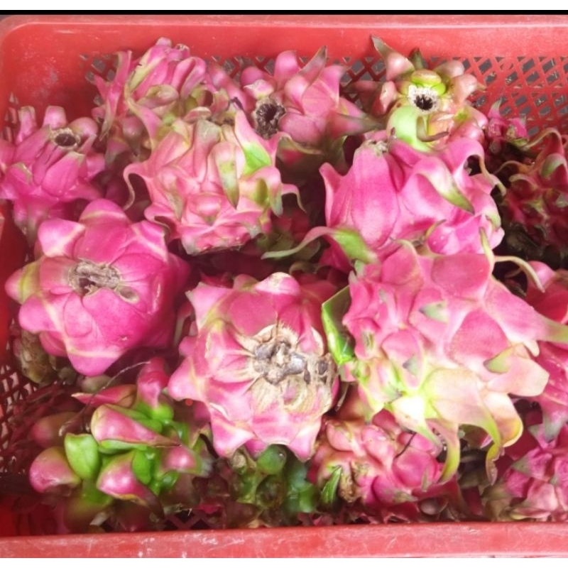 

Buah Naga Premium masih Fress 1 kg | Daily fruits