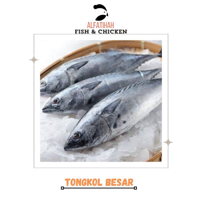 

Ikan Tongkol Besar Uk 700-800 gram/ekor