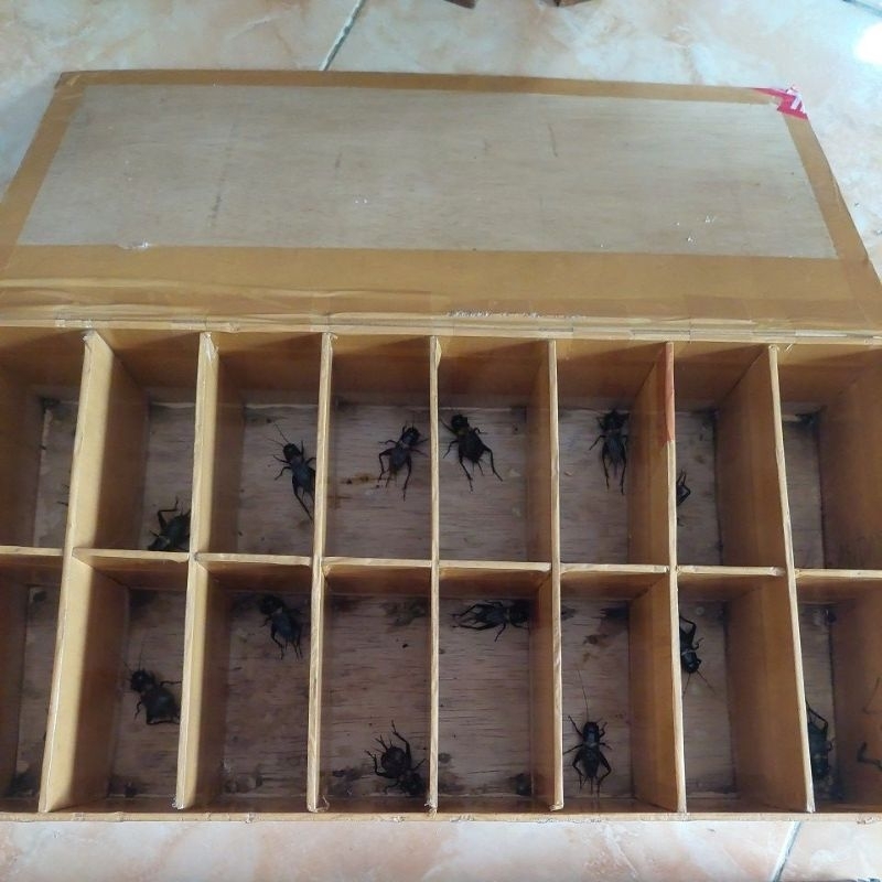 JANGKRIK KALUNG / JANGKRIK ADUAN / JANGKRIK JLITENG / JERABANG FRESS TANGKAPAN ALAM