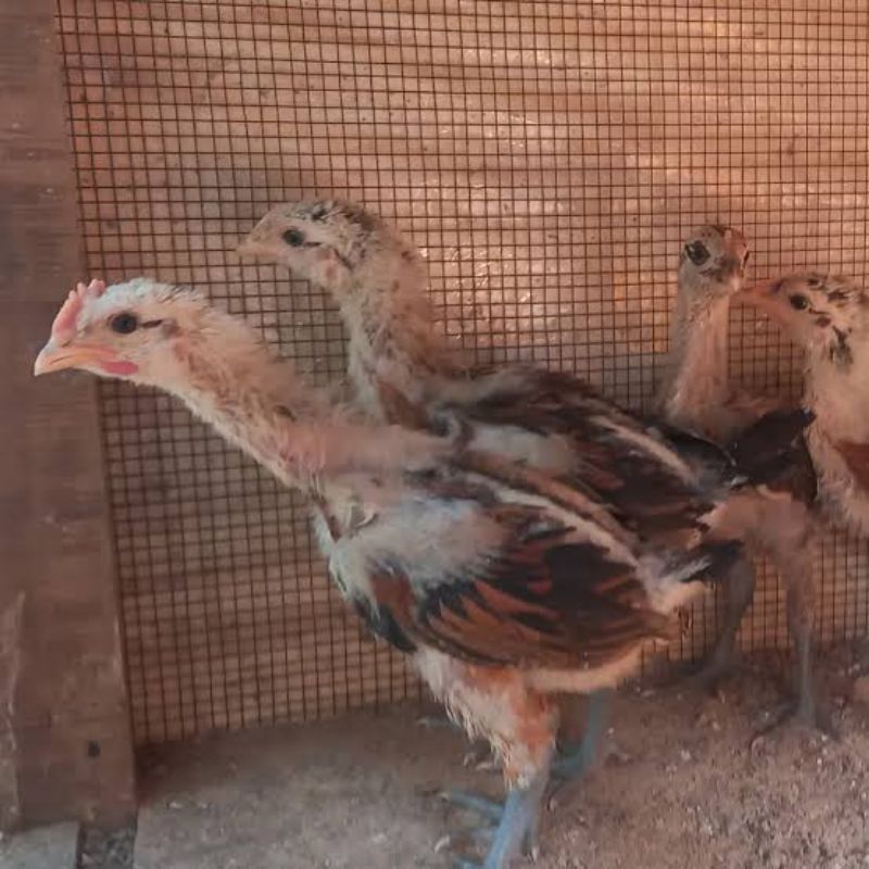 ayam pelung ori umur 3 minggu asli pelung
