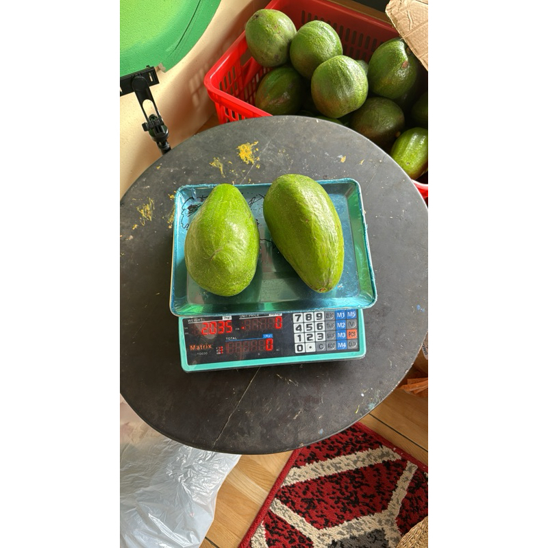 

Alpukat Aligator Premium Kebon Alpuket