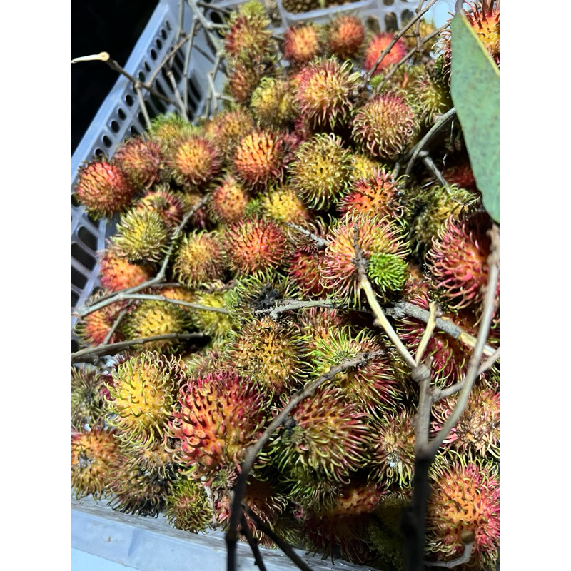 

Rambutan Rapiah / Ropiah manis ngelotok / kg