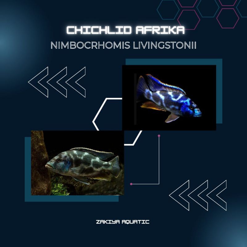 Livingstoni Cichlid Afrika Pure