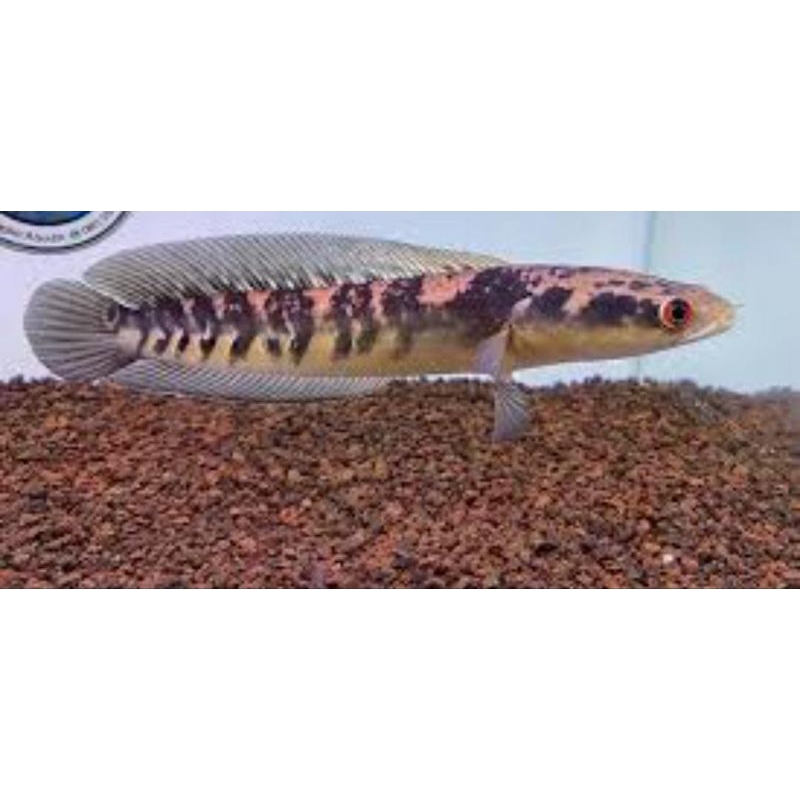 Ys MARU simet [sortir keras]