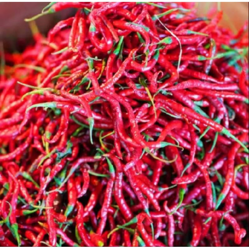 

cabai merah keriting 500 gram