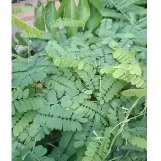 

Daun saga daun sogo herbal alami