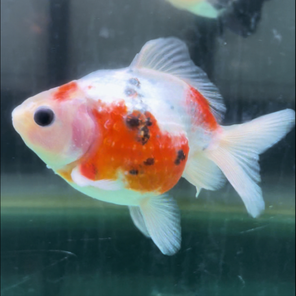 Ikan GoldFish Mutiara TriCo Calico | Ikan Mas Koki Mutiara TriCo Calico | Ikan Mas Koki Grade A B | 
