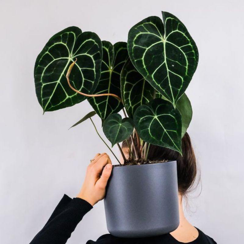 ( BISA COD ) Tanaman Hias Anthurium Kuping Gajah Tarantula / Tanaman Indoor Anturium Tarantula Tanam