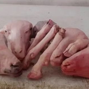 

kepala kambing plus 4 kaki 1 set murah banget