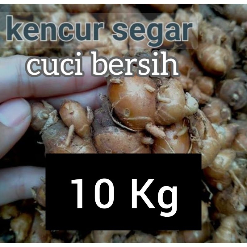 KENCUR SEGAR