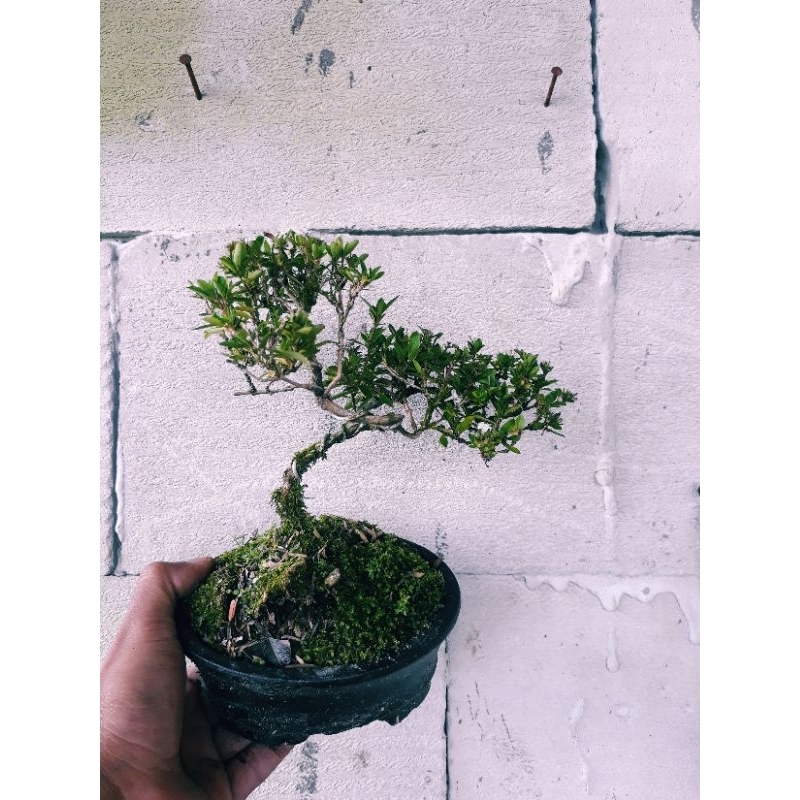 Bonsai mame seribu bintang macro bunga putih