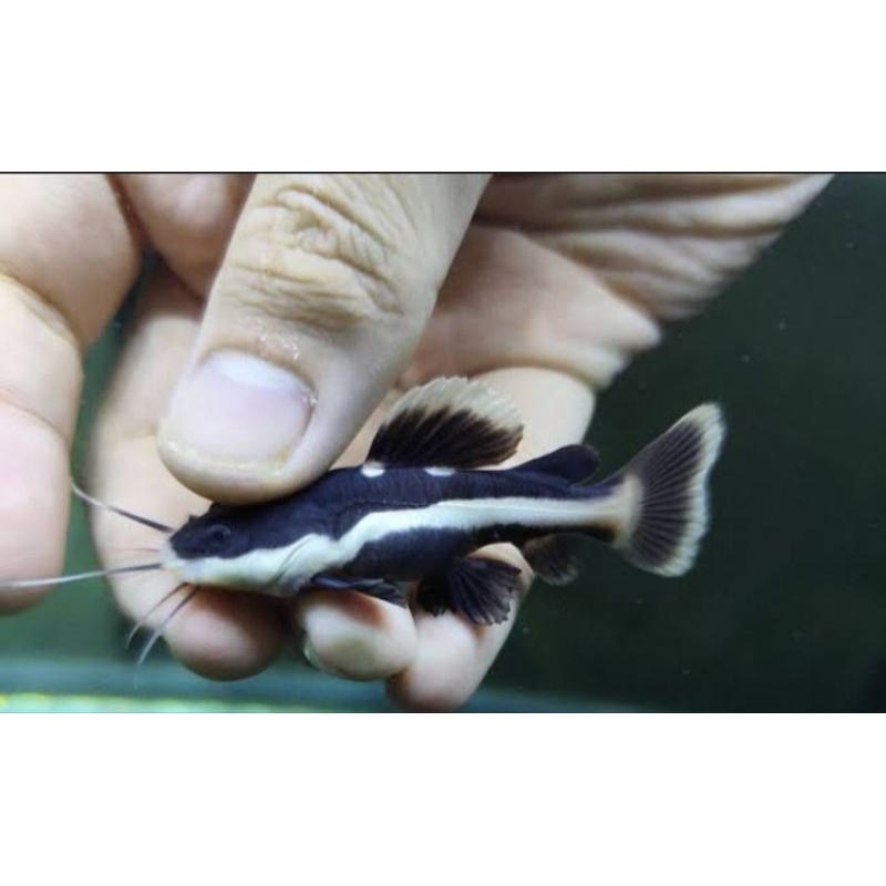 LELE HIAS ATU LELE AMAZON SIZE 6/10 CM BONUS PAKAN
