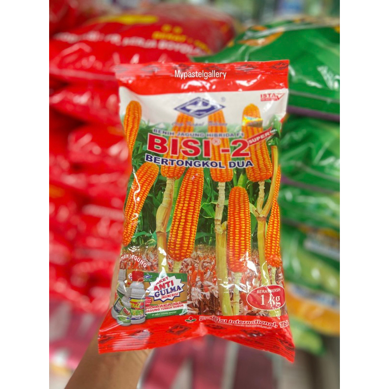 BISI 2 BIBIT JAGUNG ORIGINAL / BENIH BISI 2 BERTONGKOL DUA CAP KAPAL TERBANG 1KG