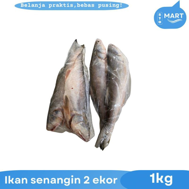 

ikan senangin isi 2 segar beku 1kg
