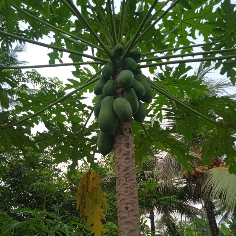 

Pepaya mentah pepaya sayur 1 buah