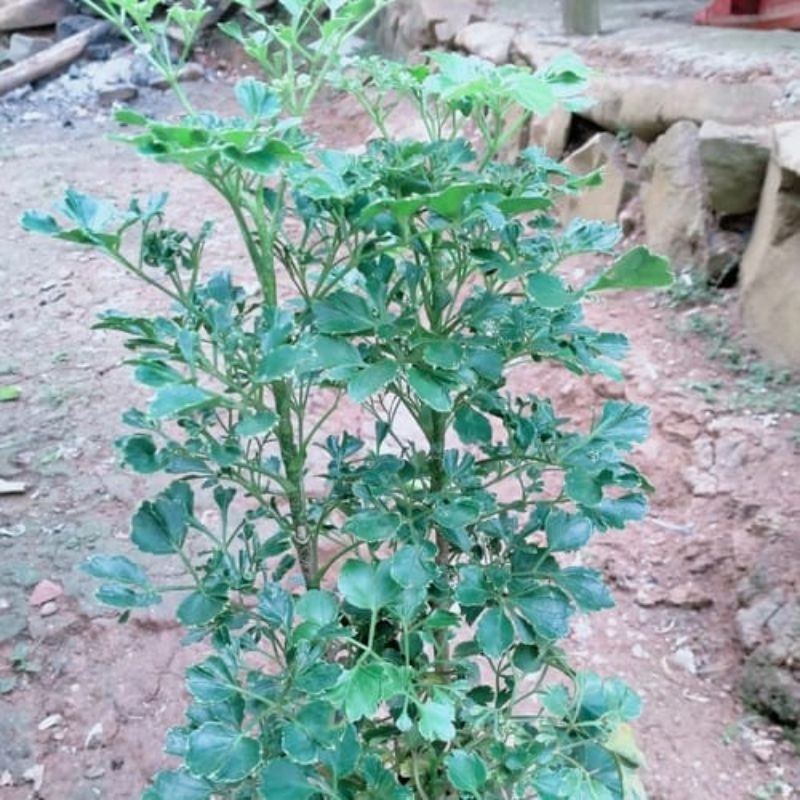 bibit andong laut hijau, bibit seledri hias, tanaman andong laut hijau, cordyline Terminalis Kunth