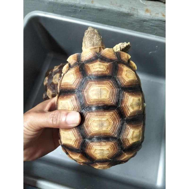 KurakuraSulcata Warna cerah Tinline 17cm.Betina Makan lancar Sehat berkualitas terbaik