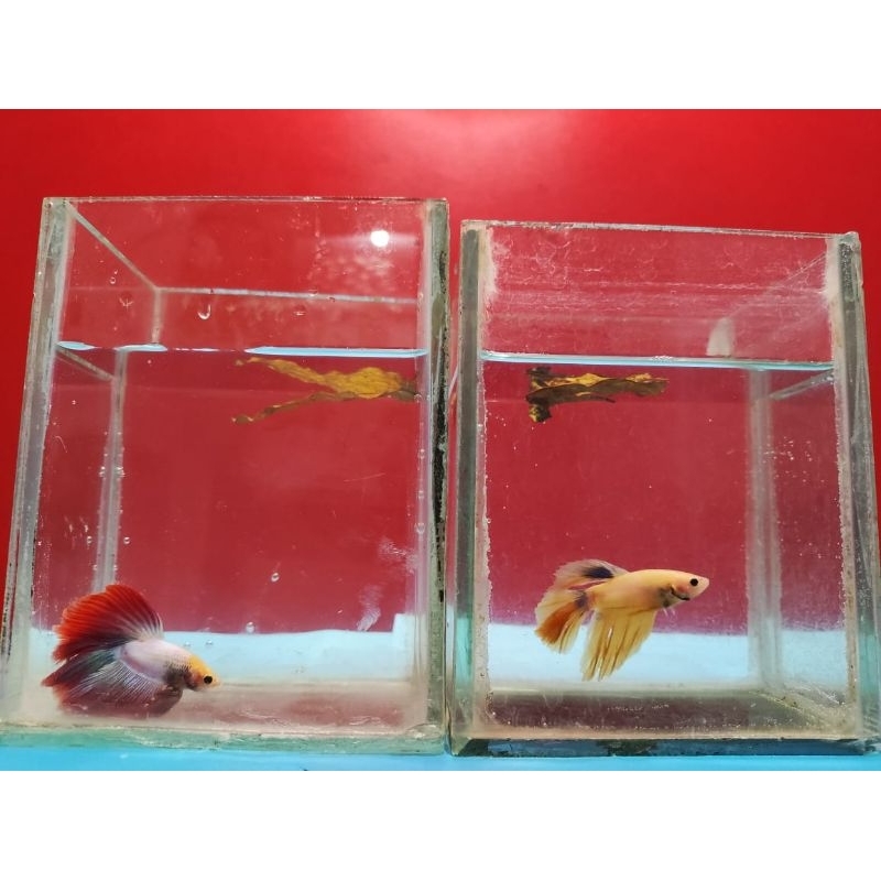 cupang Halfmoon Yellow