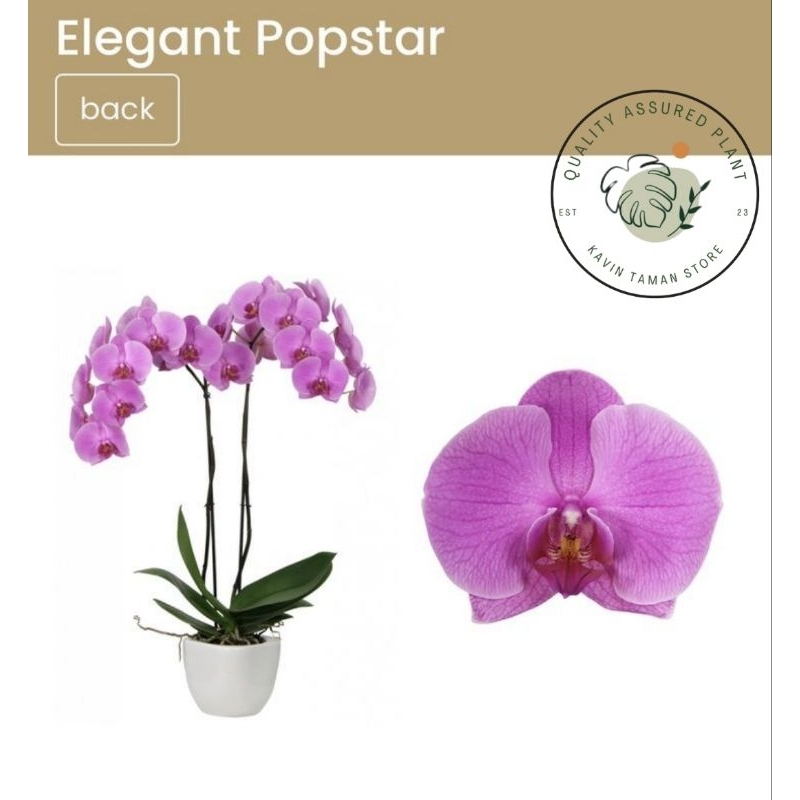 tanaman hias anggrek bulan sudah berbunga // anggrek bulan premium // bunga anggrek bulan