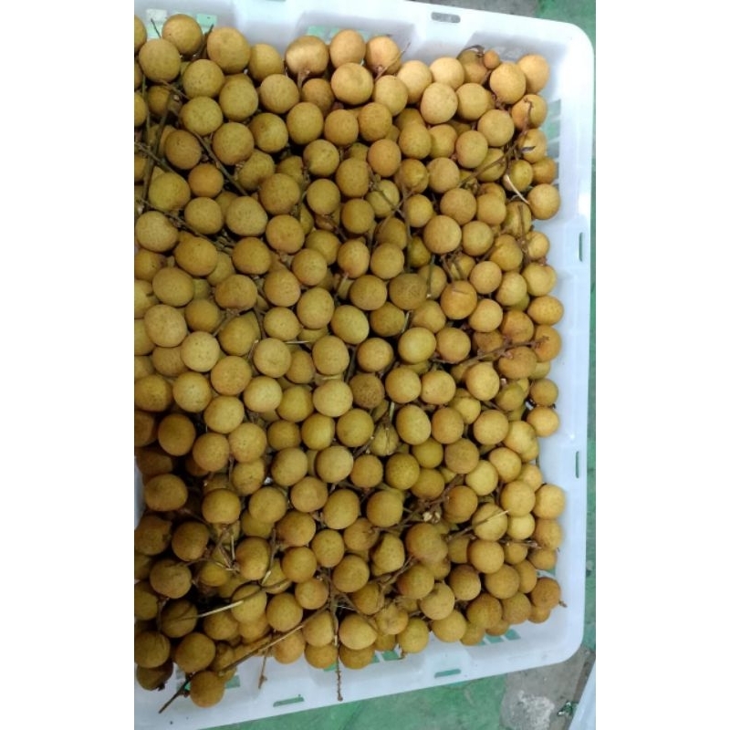 

Kelengkeng Hijau 10kg