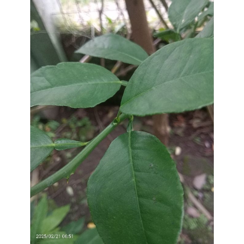 

daun jeruk nipis seger obat herbal langsung di petik 100gr