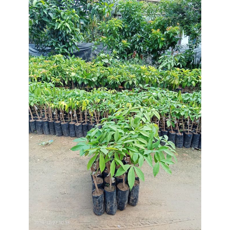 bibit karet unggul okulasi varietas pb260