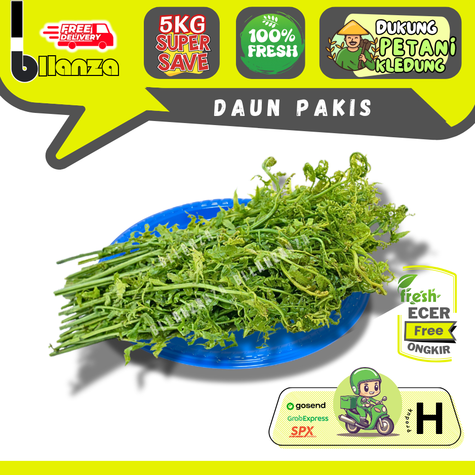 

Bllanza | Pakis / Sayur Pakis — Sahabat Makan Sayur ECER (H)