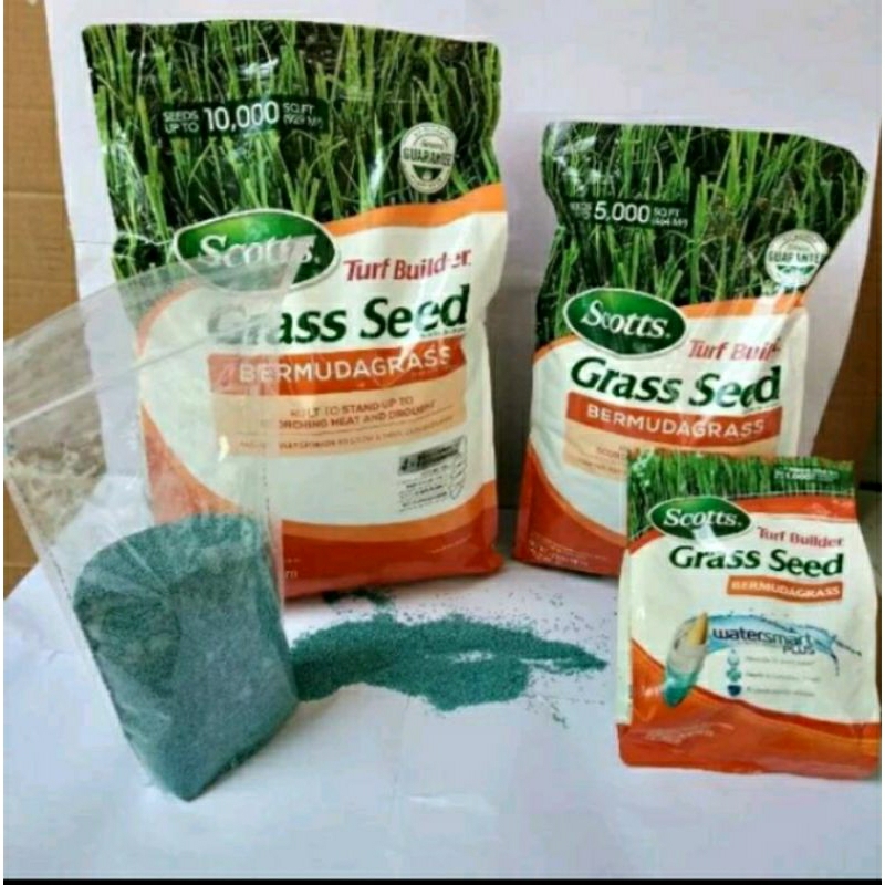 Promo Benih Rumput Jepang 100Gram Asli - bibit rumput jepang