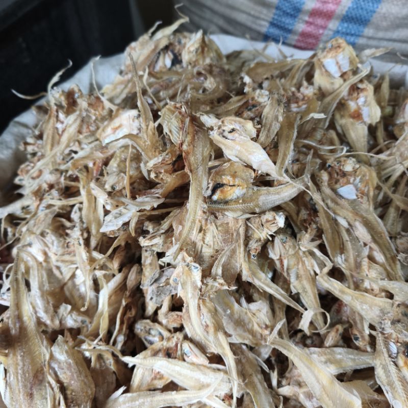 

IKAN BULU AYAM EKOR PANJANG