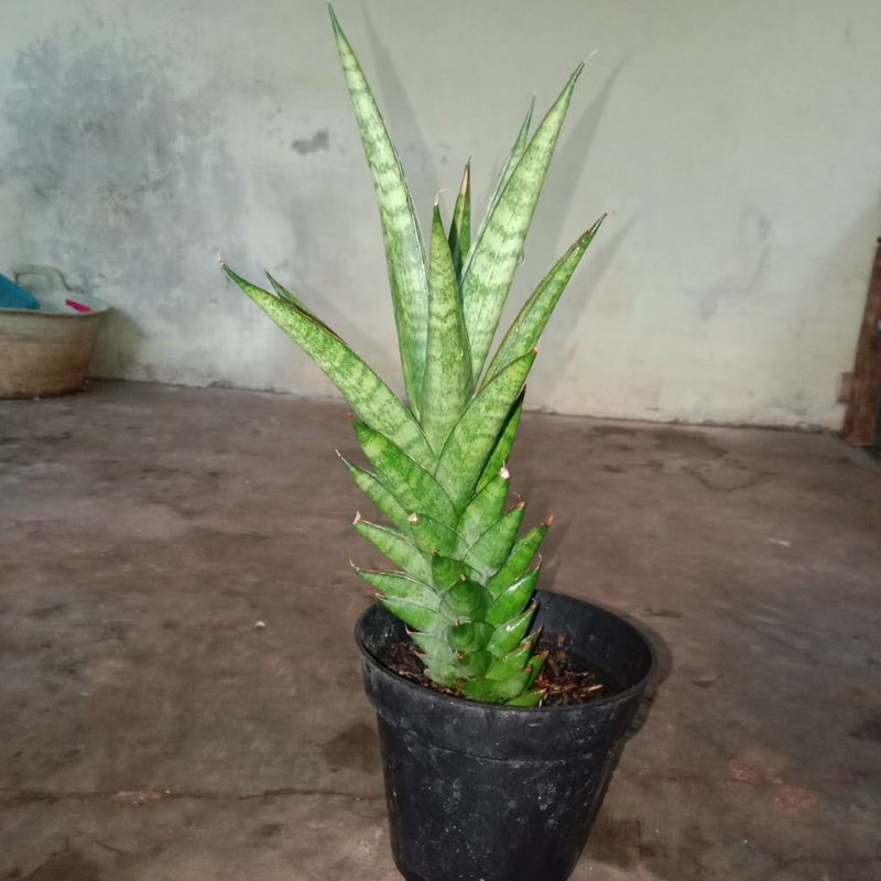 sanseviera pagoda hybrid