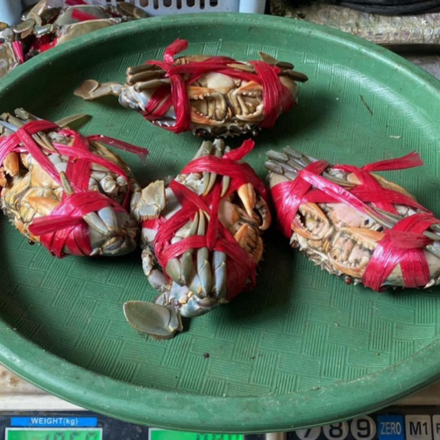 

Kepiting Hidup Jantan Fresh Laut 1Kg Isi 3-4pcs Full Daging