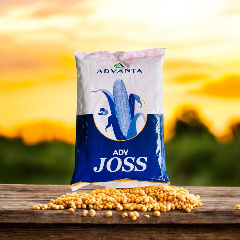 BENIH JAGUNG HIBRIDA ADV JOSS ADVANTA