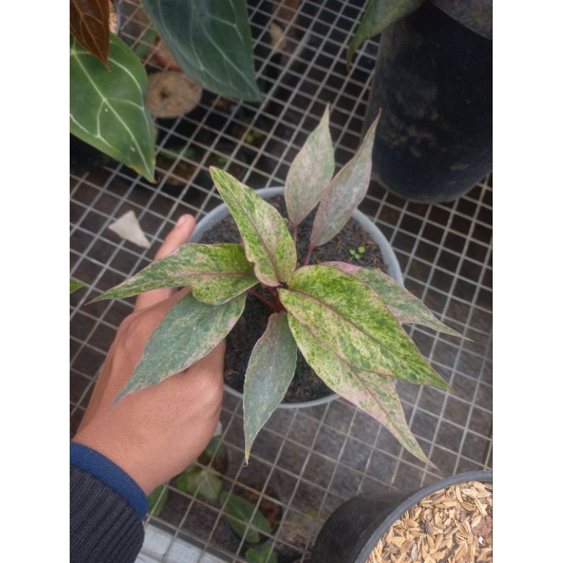 Tanaman Hias Antahrium Hokeri Variegata Pink / Hookery pink variegata / Hokeri variegata