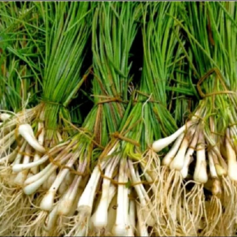 

bawang Batak/kucay longkio.segar. 250-500-1000 gr.