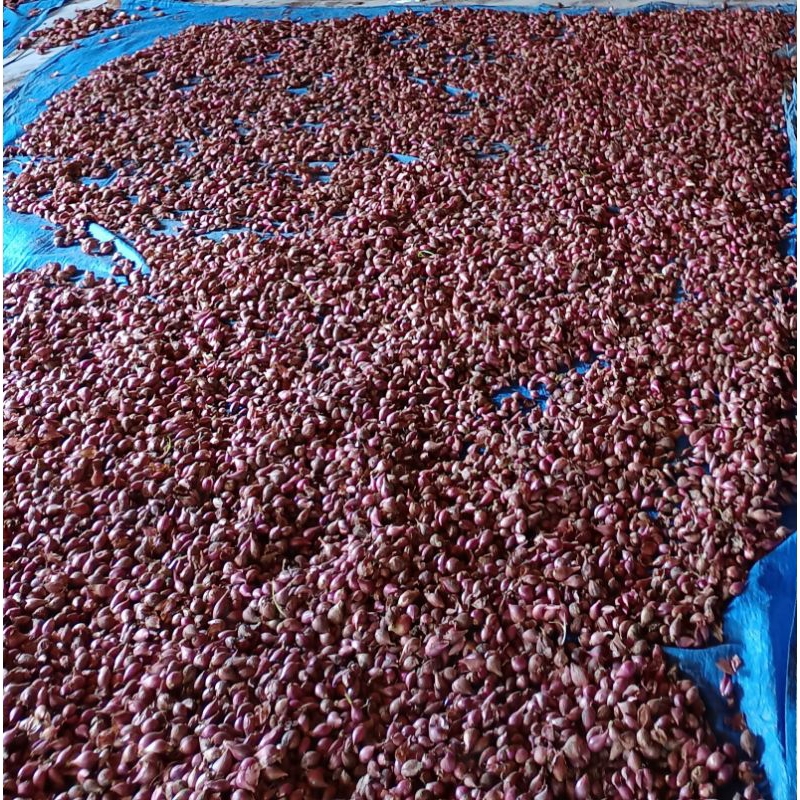 

BAWANG MERAH BREBES MURAH UK KECIL 1KG