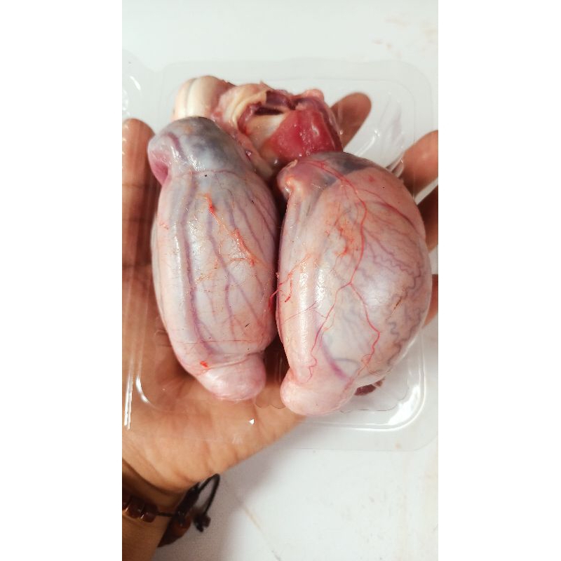 

torpedo/kelamin kambing