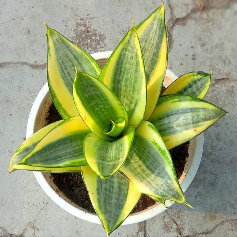 Tanaman Hias Sansivera Mini Gold / Tanaman Hias Sansivera Mini Golden