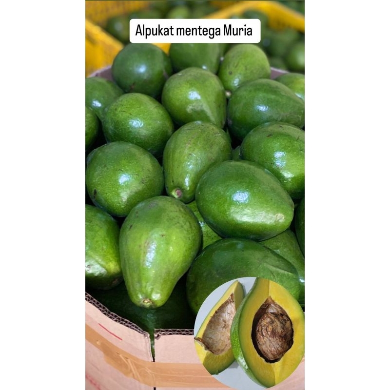 

Alpukat Mentega Muria
