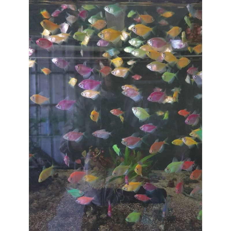 

ikan hias