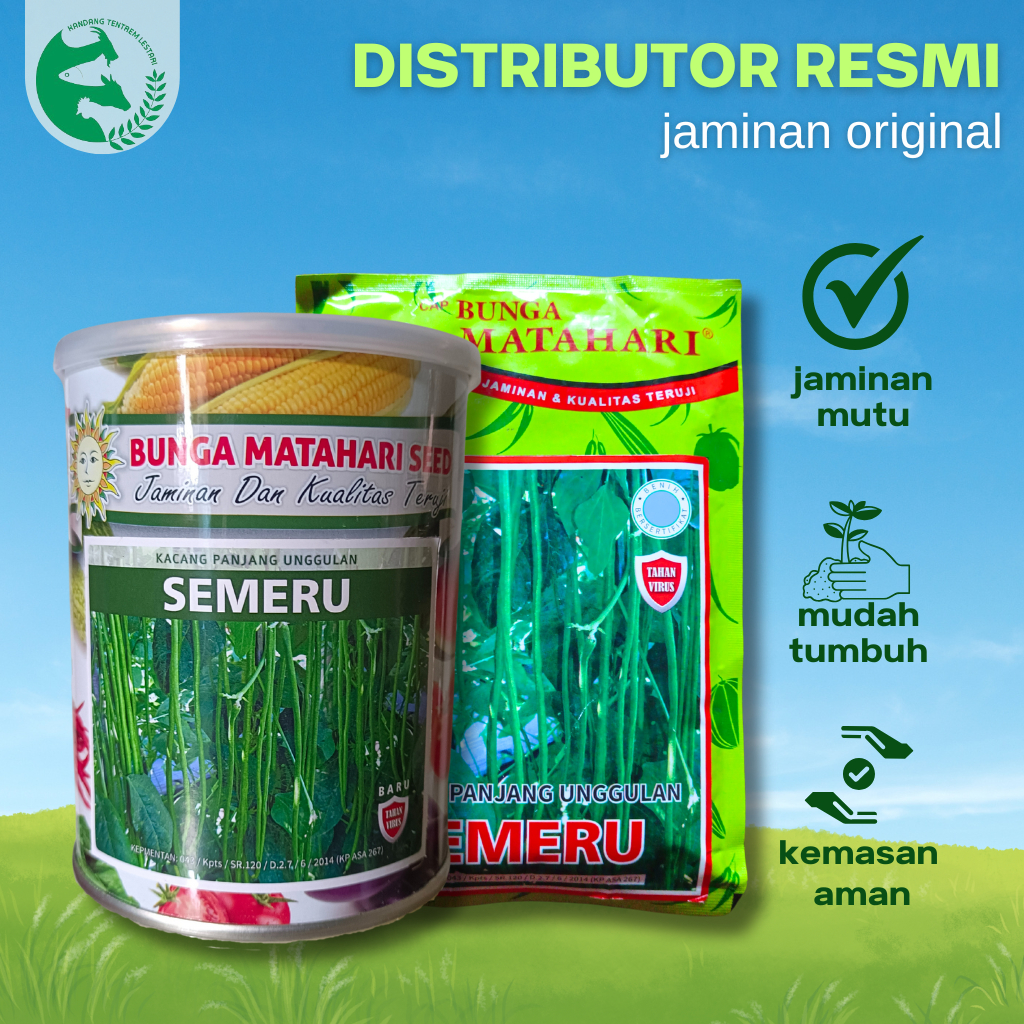 Benih Kacang Panjang 500 gr SEMERU Kaleng Cap Bunga Matahari Unggul Lebat Simpan Lama