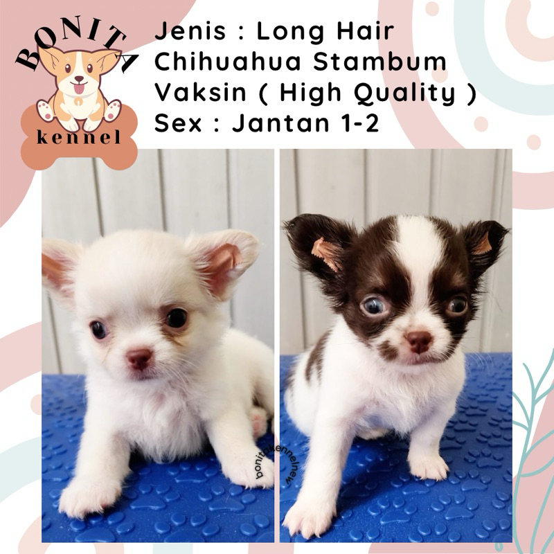 Long Hair Chihuahua Stambum Anak Anjing Chihuahua Jantan Betina