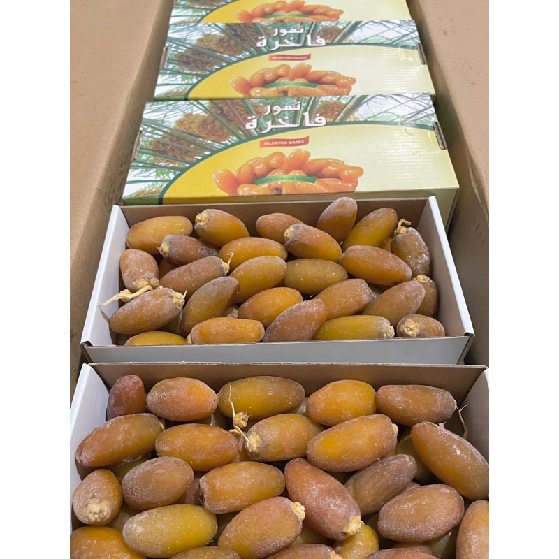 

KURMA RUTHOB LIBYA | kurma muda promil