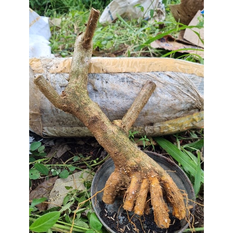 Bahan Bonsai Sancang Dongkelan