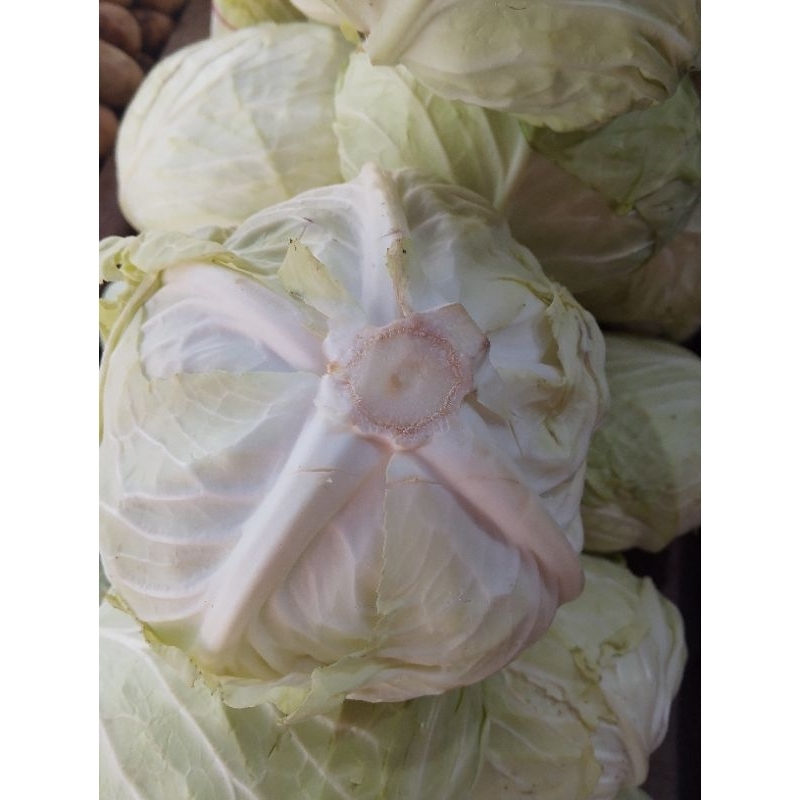 

SAYUR KOL