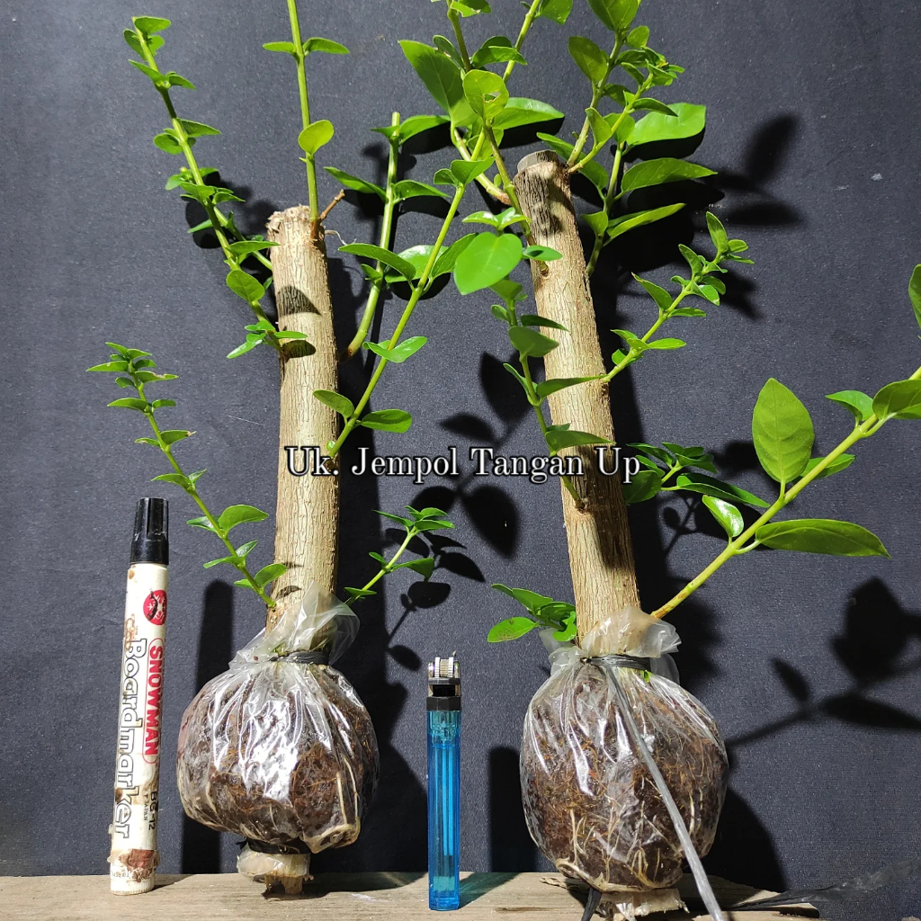 Sancang Ori Bukan Wahong Singkil Bibit Bonsai dan Tanaman Hias Cangkokan Sudah ada Akar Uk. Jempol T