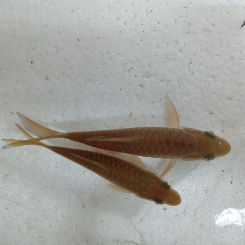 mahseer